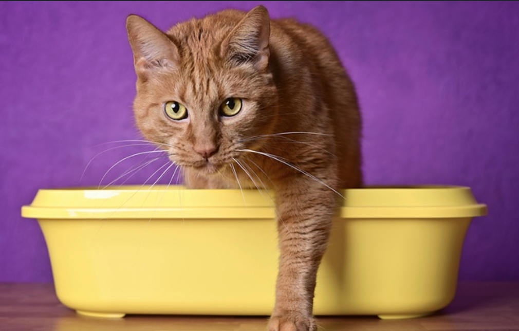 Flushable Cat Litter Sounds Like a Dream — Here’s What You Actually Need to Know Before Trying It Flushable Cat Litter Sounds Like a Dream — Here's What You Actually Need to Know Before Trying It